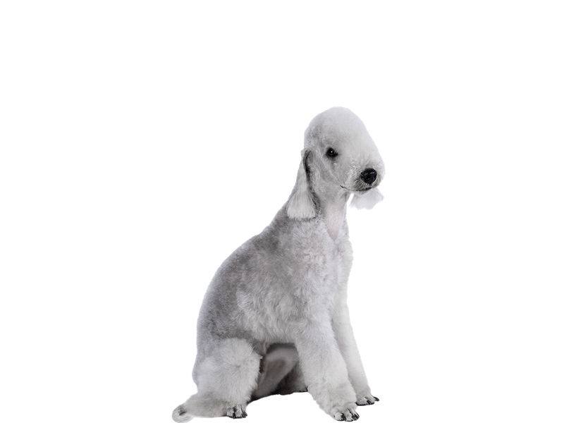 Bedlington sales terrier dogs